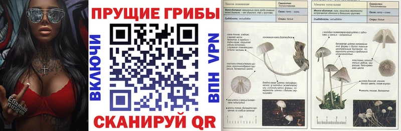 Псилоцибиновые грибы Cubensis Сураж