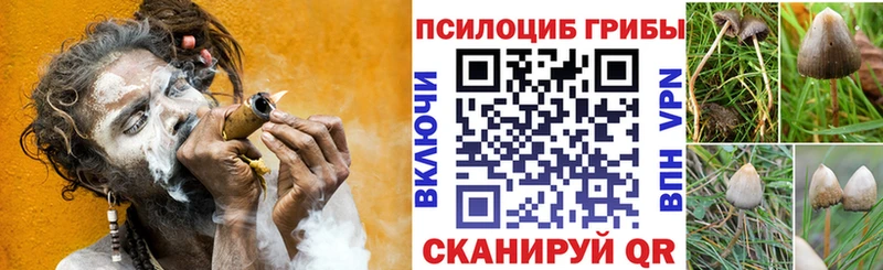 Псилоцибиновые грибы мицелий Сураж